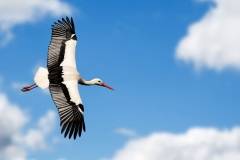 1 АИСТ ЛЕТИТ2