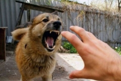 1551518811_41ec633f9d1726c3067b09fbe8bda616_xl