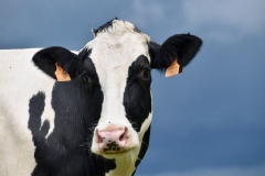 cow-4269568_960_720
