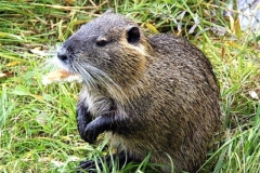 nutria