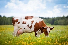 korova-zastavkajpg640x480_q