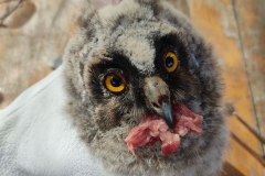 photo_2023-06-19_16-15-33