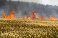 1619509529_20-p-na-uchastke-zemlya-v-ogne-20