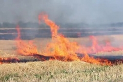 depositphotos_451055926-stock-video-a-field-of-wheat-is
