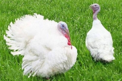 Как-отличить-индюка-от-индюшки