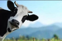 ai-236370-aux-head-20170201_korova_360