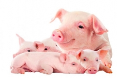 depositphotos_55568679-stock-photo-the-sow-with-its-pink