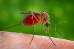 Комар-с-кровью-фото
