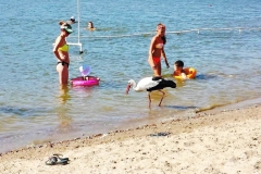 0-04-0a-609ba8086afa9f8ab8fc4774a8f59bb1ffa18bbcf36e63560dc11c1e0812128f_27132685