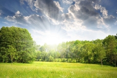 1418592943_solnce-les-polyana-derevya