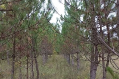 0-02-05-06ba5270e698b25b3e0fedeb6b63bdbcd67228dd24894ed1f28f64eb9e755bec_e5937b116662617d