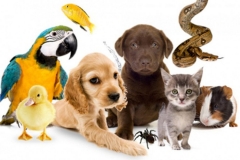 94753_553a8ad05f54a553a8ad05f585