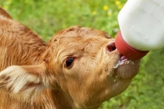 kormlenie-telyat-pravila-i-normy-92