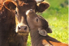 1626715524_7-krasivosti-pro-p-korovi-i-telyata-zhivotnie-krasivo-foto-7