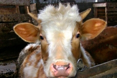 8A262963-3775-496A-B5CD-7C7A4558763B