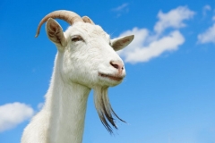depositphotos_11133127-stock-photo-goat-with-horn-at-green