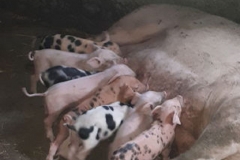 e877747c895ec53fb14169172cd8c77e