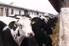 Безымянный